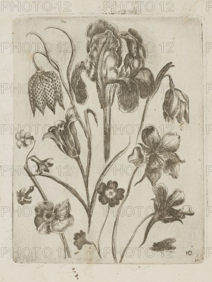 Floral arrangement; Tobias Frankenberger 1627–1664, engraver; flowers; German; Strasbourg, Alsace; pattern book; irises; lilies botany; decoration patterns; botany; French graphics; 1662; album; height 14.2 cm; width 10.9 cm, A monochrome botanical illustration shows a group of drawn flowers and leaves arranged across a rectangular page, with a large ruffled bloom near the top center and several smaller bell-shaped and open blossoms distributed around it, all rendered with fine hatched lines and shading. Long slender stems and curved leaves connect the flowers, and a small insect-like shape appears near the lower right. The background is a textured off-white with aged spots and faint border lines. Visible colors include shades of brown and beige.