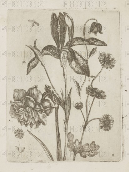 Floral arrangement, Tobias Frankenberger 1627–1664; young, engraver/author; German; flowers; irises; insects and spiders; decoration patterns; patterns; botany; French graphics; 1662; Strasbourg; album; height 14.5 cm, width 10.9 cm, The image shows a detailed monochrome drawing of a group of flowers and foliage on a pale beige background, with several tall stems rising from the bottom and a variety of blooms and leaves attached; one large central bloom with elongated petals, a cluster of rounded ruffled petals to the left, and several daisy-like flowers to the right, accompanied by a few smaller buds and individual leaves. There is a small insect near the top left and a tiny spider hanging from a thread on the left side. The visible colors are shades of brown and beige.