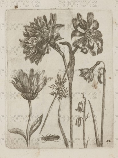 Floral arrangement, Tobias Frankenberger 1627–1664; young, engraver; German Alsace/Strasbourg, 1662. Subject: flowers including daffodils, insects beetles; decoration patterns; botany; pattern book; album; height 14.2 cm, width 10.9 cm., A sepia-toned botanical illustration shows a group of several tall, slender stems topped with different flowers and leaves, rendered in fine dark brown line work against a pale beige background; a few large blooms with layered petals appear at the top and left, a couple of drooping bell-shaped flowers sit to the right, and a smaller cluster of narrow, feathery foliage rises near the center; a long grasslike leaf and a broad veined leaf emerge from lower stems, and a small dark insect-like shape rests near the bottom; the overall colors visible are beige, brown, and darker brown lines.