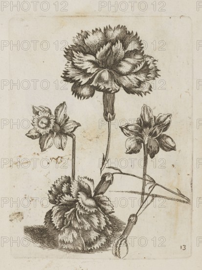 Floral arrangement, Tobias Frankenberger 1627–1664, young, engraver/author. Flowers daffodils, carnations/Dianthus L., pattern book/album of decoration patterns and botany, French/German Alsace/Strasbourg graphics, 1662. Height 14.6 cm; width 11.1 cm., The image shows a detailed black ink drawing of a group of flowers on a light beige background with subtle age spots, featuring a large, fully open bloom at the top with layered, ruffled petals, two smaller side blooms with elongated petals, and a dense, rounded cluster of petals near the bottom connected by slender stems and buds; visible colors are black, white, and beige.