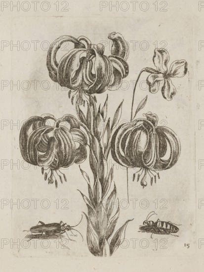 Floral arrangement, Tobias Frankenberger 1627–1664, engraver; German; flowers; Alsace Strasbourg, France; insects; pattern books; lilies; beetles; decoration patterns; botany; French graphics; 1662; album; height 14.1 cm; width 10.8 cm, A detailed black-and-white ink drawing of a tall plant with a central stem and long narrow leaves, topped by several large drooping blooms with curled, ribbon-like petals; one bloom appears on a separate thin stem with five open petals. Near the base of the plant are two small insect-like figures, one on the left and one on the right, each depicted with segmented bodies and legs. The image background is an off-white, slightly textured paper with subtle age spots in beige and light brown tones.