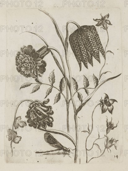 Floral arrangement, Tobias Frankenberger 1627–1664, engraver, German, 1662. Ink/engraving on paper, album sheet, 14.7 × 11.2 cm. Depicts flowers tulips, carnations/Dianthus, insects dragonflies, decorative patterns; botanical and graphic study in French graphic style., A monochrome botanical sketch on a light beige background showing a group of detailed plant stems with leaves and various flower heads; one flower has a bell-shaped, checkered-patterned drooping bloom, several have multi-petaled, ruffled blossoms, and a few smaller star-shaped flowers appear on slender stalks; long narrow leaves and lanceolate leaflets grow along the stems, and a winged insect with elongated body and textured wings rests near the base; the visible colors are shades of brown and beige.