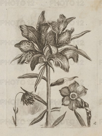 Floral arrangement; Tobias Frankenberger 1627–1664, engraver; German; 1662; album; flowers lilies, daffodils; decoration patterns; pattern books; botany; French graphics; Strasbourg; Alsace; height 14.5 cm; width 11.0 cm., The image shows a detailed black ink botanical illustration on a beige paper background, depicting a tall central plant with a large, multi-petaled blossom at the top and elongated leaves along the stem, accompanied by a drooping bud on one side and a separate rounder flower with layered petals on the other side; the drawing features fine line work and shading in black with the paper showing off-white to light tan tones and slight aged spots.