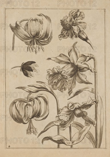 Floral composition; Jeremias Falck ca. 1609–1677, engraver; Frederik de Wit ca. 1630–1706, younger, publisher; flowers daffodils, lilies, decoration patterns; album illustration from Falck, Florum Icones, 1662; pattern book/album, botanical subject; Dutch and Polish cultural influences; French graphics; after 1662; Amsterdam place of publication, Hamburg place of production; height 20.5 cm, width 14.8 cm., The image shows a single sheet with detailed ink botanical drawings of a group of flowers and leaves arranged across the page, featuring several large blossoms with ruffled petals, drooping bell-shaped blooms, and elongated curved stems and leaves; the drawings are rendered in dark brown or sepia lines on a light beige or tan paper background with a thin rectangular border around the composition.