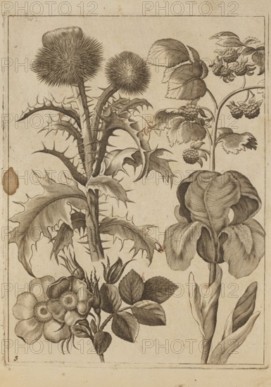 Flower arrangement; Frederik de Wit ca. 1630–1706, young creator; Jeremias Falck ca. 1609–1677 engraver; flowers; albums; pattern books; decoration patterns; thistles; botany; irises; Polish; Florum Icones, 1662 — illustration; French graphics; after 1662; Hamburg; Amsterdam; album; height 21.3 cm; width 15.9 cm, An engraved botanical illustration on a cream-colored, slightly aged paper showing a group of plants arranged across the page; on the left a spiky thistle with tall ribbed stems and a pair of round, bristly flower heads, surrounded by jagged, lobed leaves with sharp points rendered in fine dark brown lines; below it a cluster of open wildrose-type flowers with rounded petals and textured centers plus a group of oval, veined leaves and unopened buds, all drawn in the same dark brown ink; to the right a tall, elegant iris with broad, curving petals and long, smooth leaves, depicted with parallel hatch shading; above and between the plants a slender-stemmed branch bearing cluster...