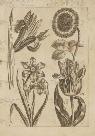 Floral composition; creator: Frederik de Wit ca. 1630–1706, young; engraver: Jeremias Falck ca. 1609–1677; subject: flowers sunflowers, tulips, irises, daffodils; work type: illustration from Falck, Florum Icones, 1662; themes: albums, pattern books, decoration patterns, botany; cultural associations: Dutch, Polish, French graphics; date: after 1662; places: Amsterdam, Hamburg; format: album; dimensions: height 20.7 cm, width 14.4 cm., The image shows a vertical botanical illustration with a pale beige background and sepia-toned ink drawings of a group of flowers and leaves arranged in two columns; on the left a tall narrow leaf, a large ruffled petaled flower, and a cluster of smaller star-shaped flowers with long slender leaves and buds, all rendered in dark brown lines and shading, and on the right a large round sunflower-like bloom with textured center and several veined leaves on a curved stem above a tall tulip-like flower with layered petals and broad veined leaves, all in the s...