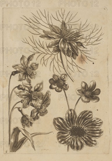Floral composition; artist: Frederik de Wit ca. 1630–1706, young; engraver: Jeremias Falck ca. 1609–1677; subject: flowers, daffodils; themes: pattern books, decoration patterns, botany; cultural associations: Dutch, Polish, French graphics; work: Falck, Florum Icones, 1662 — illustration, after 1662; format: album; dimensions: height 20.8 cm, width 15.0 cm; places associated: Amsterdam, Hamburg., The image shows a detailed ink drawing of several flowers and stems on a textured beige background; a large multi-petaled blossom with thin, radiating filament-like leaves occupies the upper center, while a group of smaller, layered flowers with curved petals and buds appears on the left, connected by slender stems and accompanied by a few long leaves at the lower left. Toward the lower right there are two prominent daisy-like flowers with rounded petals and textured central disks, and a few thin stems rise between them. The drawing is rendered in dark brown ink against the beige paper, with ...