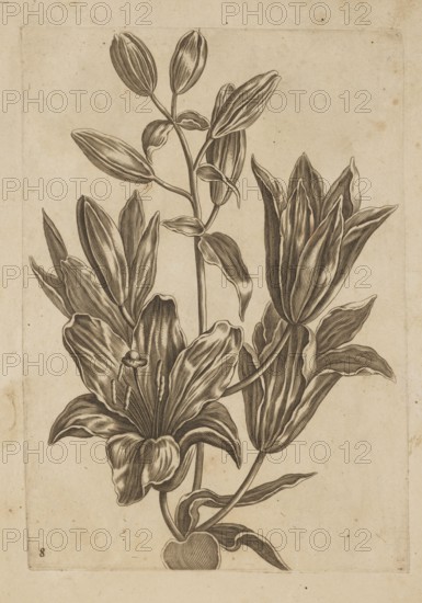 Floral arrangement by Frederik de Wit ca. 1630–1706, young, engraved by Jeremias Falck ca. 1609–1677. Illustration from Falck's Florum Icones 1662. Subject: flowers—lilies; themes: pattern books, decoration patterns, botany; style: Dutch; format: album; date: after 1662; places associated: Amsterdam, Hamburg. Dimensions: height 20.6 cm, width 14.5 cm., A detailed botanical drawing of a flowering plant showing a cluster of large blossoms and buds on stems with elongated leaves, rendered in dark brown lines on a beige paper background, with a few narrow vertical stems, several open petaled flowers, a group of closed bud shapes, and leaves with linear shading; the paper shows a few small brown spots and subtle age discoloration.