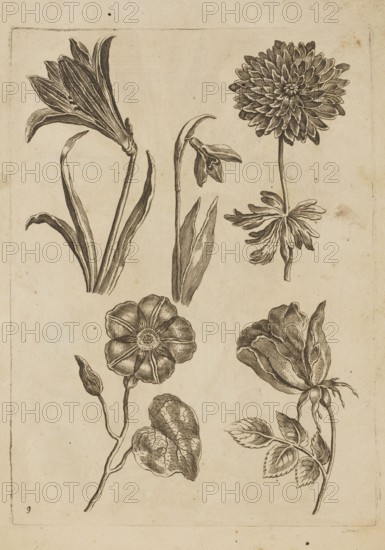 Floral composition; Frederik de Wit ca. 1630–1706 young; engraver Jeremias Falck ca. 1609–1677; flowers; Dutch; albums; pattern books; decoration patterns; botany; Falck, Florum Icones, 1662 — illustration; roses; Polish; chrysanthemums; mallows; snowdrops; French graphics; after 1662; Amsterdam; album; height 20.7 cm; width 15.0 cm, The image shows a sheet with a series of botanical ink drawings of different flowers and leaves arranged across the page; the paper is a warm beige with an aged, slightly mottled appearance and small darker spots, while the drawings themselves are rendered in dark brown or black lines. Visible are a tall trumpet-shaped flower with long curved leaves, a slender drooping bud with narrow leaves, a densely petaled round blossom atop a thin stem with a cluster of long, slender leaves beneath it, a simple open flower with rounded petals and a bud on a branching stem with heart-shaped leaves, and a larger layered blossom with elongated petals accompanied by a sma...