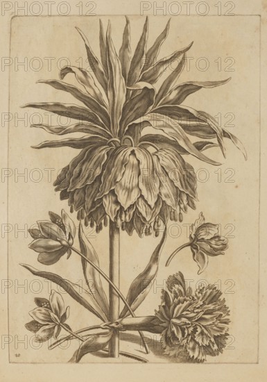 Flower arrangement; Jeremias Falck ca. 1609–1677, engraver; Frederik de Wit ca. 1630–1706, younger, publisher. Florum Icones, 1662 — illustration. Subjects: flowers, carnations Dianthus L., anemones; pattern book/album for decoration patterns; botany; Dutch and Polish cultural influences; French graphics; after 1662. Place of publication: Amsterdam; place of production: Hamburg. Album, 20.4 cm × 14.7 cm., A detailed botanical illustration of a tall plant with a large central flower head composed of layered drooping petals and a tuft of long, narrow leaves radiating from the top; several smaller blossoms and buds grow on long curved stems around the central stalk, and broad lance-shaped leaves extend from the base and midway up the stem; the image is rendered in shades of brown and beige with fine line work and shading, on an aged beige background.