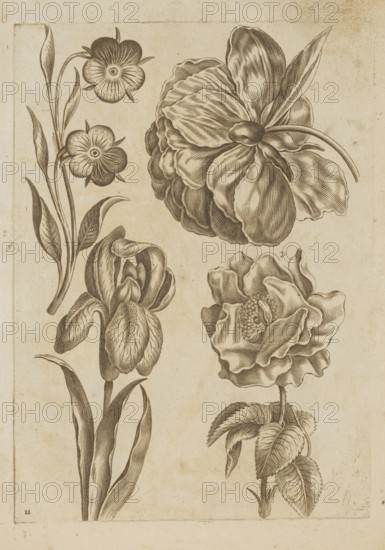 Floral composition; Frederik de Wit ca. 1630–1706 young; engraved by Jeremias Falck ca. 1609–1677; illustration for Falck, Florum Icones, 1662; botanic illustration of flowers including hibiscuses, roses, irises; pattern book/album of decoration patterns; Dutch and Polish cultural influences; French graphics; after 1662; album; height 20.5 cm, width 14.8 cm., The image shows a sheet with detailed botanical drawings of a few flowers and leaves rendered in sepia tones on a beige, slightly aged background; on the left is a vertical stem with elongated leaves and a cluster of small, round-petaled blossoms, and below it a taller stem with long, narrow leaves and a tightly furled, layered bud; on the right are a few larger, ruffled blooms with overlapping, textured petals and accompanying curved leaves and stems, all depicted with fine, linear shading and crosshatching that emphasize petal folds and leaf veins.