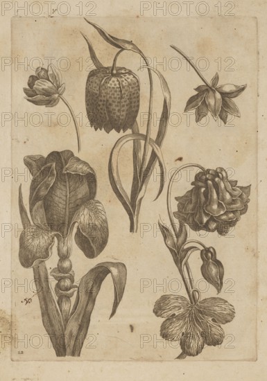 Floral composition, Frederik de Wit ca. 1630–1706; young creator, engraved by Jeremias Falck ca. 1609–1677; flowers — irises, tulips; pattern book / album illustration; decoration patterns; botany; Polish subject; from Falck, Florum Icones, 1662 illustration, after 1662; French/Dutch graphics; album; Amsterdam; height 20.4 cm, width 14.6 cm, A sepia-toned illustration on aged paper shows a group of botanical drawings arranged across the page, featuring a variety of flower heads, stems, leaves, and buds. The flowers display different shapes including a bell-like, checkered-pattern bloom with long narrow leaves, a ruffled multi-petaled blossom on a curving stem, a drooping bud near broad veined leaves, and a large intricately folded iris-like flower with layered petals and stout stem. Several long, slender leaves curve and intertwine among the stems, and a few rounded leaves with textured veins sit near the bottom. The image is rendered in dark brown line work against a light tan backgro...