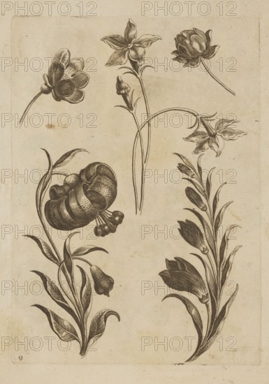 Floral composition; Jeremias Falck ca. 1609–1677, engraver; Frederik de Wit ca. 1630–1706, publisher; illustration from Florum Icones, 1662; floral subjects including lilies; pattern book/album of decoration patterns and botany; Dutch and Polish cultural influences; thematic: graphics/illustration; album; after 1662; Amsterdam; height 20.4 cm, width 14.6 cm, The image shows a sheet with several botanical ink drawings of flowers and stems arranged across the page, rendered in dark brown or black lines and shading on a light beige paper background; a few flowers are depicted with curved petals, some with rounded bulbous forms, and several elongated leaves and slender stems accompany them, creating vertical and arcing compositions; the paper shows slight age spots and faint border impressions around the edges.