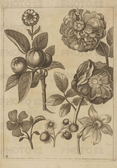 Floral composition; Frederik de Wit ca. 1630–1706; young creator; Jeremias Falck ca. 1609–1677 engraver; Falck, Florum Icones, 1662 — illustration; subjects: flowers, strawberries, roses, fruits; themes: pattern books, decoration patterns, botany; style: Dutch; Polish and French graphics influences; date: after 1662; format: album; dimensions: height 21.4 cm, width 15.9 cm., The image shows a detailed black and brown ink botanical illustration on a beige background, featuring a group of several flowers and fruiting stems. There are large layered blossoms with many rounded petals, a few smaller single-layer flowers, clusters of round fruit-like pods attached to leafy stems, and multiple elongated serrated leaves. The drawing uses fine hatch and line shading to define contours and texture, with darker brown lines for outlines and shading against the lighter beige paper. The composition is framed by a thin rectangular border.