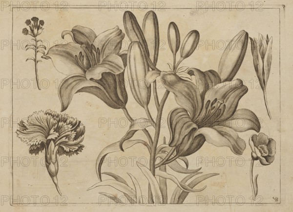 Floral composition; creator: Frederik de Wit ca. 1630–1706, young; engraver: Jeremias Falck ca. 1609–1677; subject: flowers lilies, carnations/Dianthus L.; work type: illustration from Falck, Florum Icones 1662; themes: albums, pattern books, decoration patterns, botany; styles/cultures: Dutch, Polish, French graphics; date: after 1662; format: album; dimensions: height 21.4 cm, width 15.6 cm., A detailed botanical illustration shows a central group of large, open flowers with elongated petals and prominent stamens, surrounded by several smaller floral studies and buds; the flowers and leaves are rendered with fine, curving lines and shading, and there is a rectangular border framing the composition. The visible colors are shades of beige and brown, with darker brown used for the inked linework and shading against a lighter beige background.