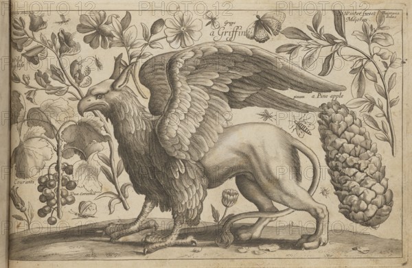 Gryf; Hollar, Wenceslaus 1607–1677 engraver, author; Overton, John 1640–1708? engraver, publisher; Stent, Peter fl. 1640–1667 engraver, publisher. Subjects and features: flowers, animals, butterflies, insects, pine trees, griffins; decoration patterns, botany, zoology, natural plates, filigrees, pattern book/album. Style: French graphics. Date: 1674, place: London. Format: album, 17.8 cm × 28.0 cm., A detailed monochrome engraving shows a mythical creature with the head, beak, and wings of a large bird and the body and legs of a lion, standing on a textured ground; the bird head has a hooked beak and feathered neck, the wings are spread and layered with detailed feathers, and the lion body is muscular with a long tail; surrounding the creature are a variety of plants with broad leaves, flowering stems, and clusters of round fruit, as well as a large textured cone-like pine structure; several insects and butterflies appear fluttering near the wings and plants; the image is rendered in s...