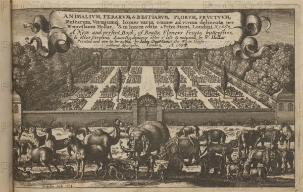 Title page: Trophées d'Armes antique et moderne, servant a toutes sortes d'ouvriers, pour l'enbelissement de leurs ouvrages nouvellement dessignez et gravez par Jean le Potre. Ce vendent a Paris, chez Pier Mariette, ruë St. Jacques al'Esperance, avec Priv. du Roy. Overton, John 1640–1708? engraver/publisher; Stent, Peter fl. 1640–1667 engraver/publisher; Hollar, Wenceslaus 1607–1677 engraver/author. Subjects: flowers, animals, decoration patterns, botany, zoology, frontispieces, gardens, filigrees, French graphics. Date: 1674. Place: London. Format: album; height 17.4 cm, width 27.8 cm., The image shows an engraved scene in black and tan tones depicting a formal walled garden with a central gate and geometric planting beds beyond the wall, framed by tall trees and hedges; in front of the wall is a group of various animals including large mammals such as an elephant and a rhinoceros, several hooved animals and a few smaller dogs, all rendered in detailed line work and shading; a decorat...