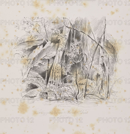 1) The palm trees of Ubussu and Alssai in Rio dos Breves, December 28, 1842; 2) Climbers in Rio dos Breves, 28 December 1842. Adalbert (Prince of Prussia, 1811–1873), draughtsman; Julius Friedrich Tempeltei (1802–1870), graphic artist. South America; Brazil; equatorial forests, jungle, flora, vegetation; palm trees; climbers. Lithograph, 1847. Graphic print/album composition. Irregular dimensions: height 50.9 cm, width 35.2 cm.