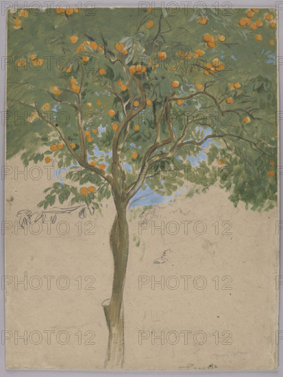 Orange tree; Hans Thoma (1839–1924), draughtsman; former German property; German drawing; Sorrento (Italy), orange trees; 1880; drawing; height 50.5 cm, width 38 cm