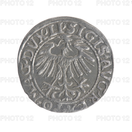 Lithuanian half-grosz, Sigismund II Augustus (King of Poland; 1544–1572). Obverse: Polish Eagle; in the rim between pearly borders the inscription 'SIGIS.AVG.R, MAG.DVX.LI'. Reverse: Lithuanian Pogon (coat of arms); below the year 1557; in the rim between pearly borders the inscription 'MAGNI.DVCAT9.LITV'. Dated 1557. Grand Duchy of Lithuania. Coin; diameter ~19.0–19.2 mm; weight 1.15 g.