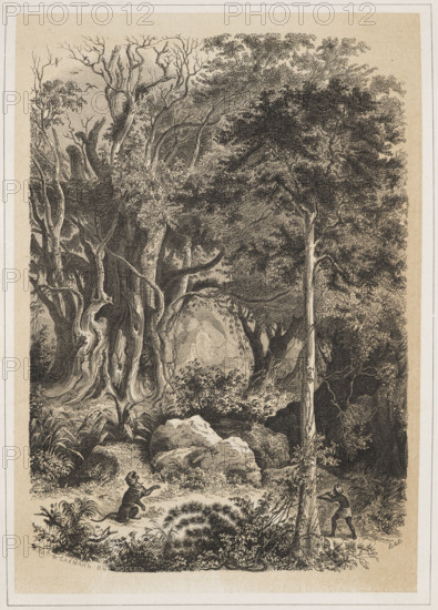 The Interior of the Indian Jungle, EAS (Russian lithographer; fl. ca. 1850–1870). The view shows the interior of the Indian jungle with a tiger, a hunter, and a snake in the foreground; a native figure is present. The artist signed the work with a Cyrillic monogram: 'EAS.' Line lithograph (pen and ink) toned with tint, depicting forests and their fauna: the Indian jungle, Amazonian forests, and Central European forests. Printed at the W. Bachman lithographic studio. Composition enclosed in a linear frame. 1850–1870. Moscow. Graphic print, album. Height 15.7 cm; width 10.8 cm.