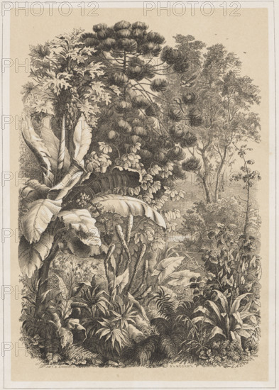 Interior of the Rainforest. Lithograph by EAS (Russian lithographer; fl. ca. 1850–1870). Line lithograph (pen and ink) toned with tint, depicting the interior of the Amazon rainforest and its fauna; signed with a Cyrillic monogram 'EAS.' Printed at the W. Bachman lithographic studio in Moscow, ca. 1850–1870. Composition enclosed in a linear frame. Graphic print, album; height 15.6 cm, width 10.9 cm.