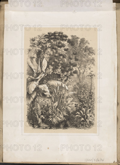 Interior of the Rainforest. Lithograph by EAS (Russian lithographer; fl. ca. 1850–1870), printed at the W. Bachman lithographic studio (Moscow; fl. ca. 1850–1870). Line lithograph (pen and ink) toned with tint, depicting the interior of the Amazon rainforest and its fauna; signed with a Cyrillic monogram 'EAS.' Composition enclosed in a linear frame. Graphic print, album plate, 1850–1870. Height 15.6 cm, width 10.9 cm.