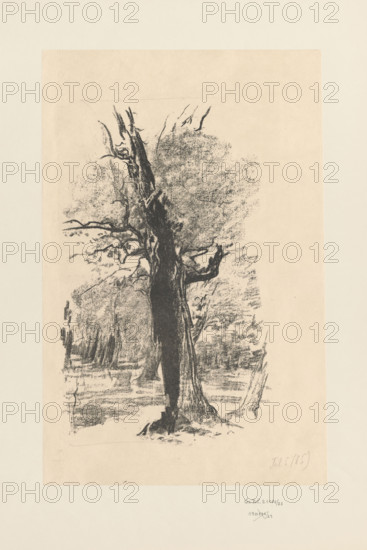 Dry oak against the background of the forest, Wyczólkowski, Leon (1852–1936), graphic artist; Lithuanian Portfolio (Kraków 1907). Drawing made with soft chalk; visible paper texture printed on the plate — the artist used reprint paper. Described in a catalogue as algraphy. Print 5 of an edition of 85. Technique: simple black chalk, soft tones; silvery, slightly dull tone harmonizing with cream paper. 1907, Kraków. Graphic print; height 35 cm, width 21.5 cm.