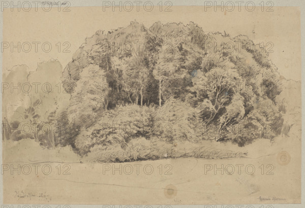 Trees in St. Blasien; Hans Thoma (1839–1924), draughtsman; trees, landscape of St. Blasien (Germany); former German property; German drawing, 1870; height 32.3 cm, width 49.2 cm