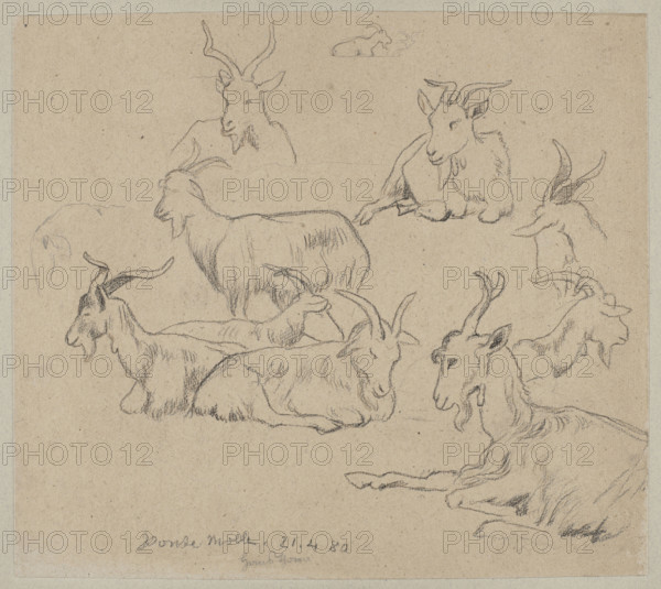 Goat studies; Hans Thoma (1839–1924), illustrator; subject: animals—goats; location depicted: Ponte Molle (Rome); animal studies; 1880; Germany; drawing; height 35.3 cm, width 39.8 cm., A sheet with a series of pencil sketches of goats in various resting and standing poses, drawn directly on a beige or tan paper surface. The goats are depicted with curved horns, beards, and textured fur, shown from multiple angles including profiles and three-quarter views. Several goats are lying down with legs tucked under, while a few are shown standing or with heads raised. The pencil lines vary from light outlines to darker, more defined shading and cross-hatching that indicate fur and contours. The background is the plain paper with no additional scenery or objects. The predominant colors visible are beige or tan from the paper and gray from the pencil marks.