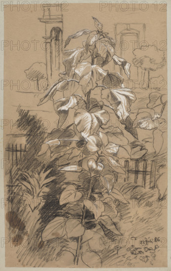 Plant study; Hans Thoma (1839–1924), draughtsman; plants, gardens, plant studies; German drawing, 1886; former German property; height 60 cm, width 36.8 cm