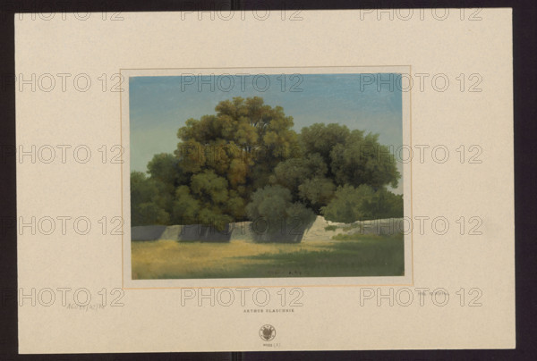 Wall separating a meadow and a clump of trees near Albano; Arthur Blaschnik (1823–1918), draughtsman; trees; Albano, Italy; 1857; oil sketch; height 21.4 cm, width 28.8 cm.