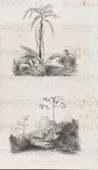 1) Palm trees on the road towards Pedra de Gavea, October 21, 1842; 2) The summit of Pedra de Gavea from the Boa Vista side, 21 October 1842. Tempeltei, Julius Friedrich (1802–1870), graphic artist; Adalbert (Prince of Prussia; 1811–1873), graphic artist. South America, Brazil; travels; palm trees; German graphics; lithographs; exoticism; mountains; travel diaries; illustrations; views; Piedra de la Gavia (mountain); Boa Vista; trees; 1847; graphic print; album. Graphic matrix: height 49.5 cm, width 28.0 cm.