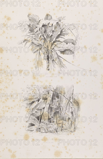 The palm trees of Ubussu and Alssai in Rio dos Breves, December 28, 1842; Climbers in Rio dos Breves, December 28, 1842. Adalbert (Prince of Prussia, 1811–1873), draughtsman; Julius Friedrich Tempeltei (1802–1870), graphic artist. South America; Brazil; equatorial forests; jungle; palm trees; flora and vegetation; climbers. Lithograph, 1847. Graphic print/album. Composition: height 50.9 cm, width 35.2 cm (irregular dimensions).
