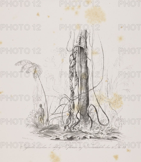 1) Miriti palms on Marajo Island, December 29, 1842; 2) Passiuba palm and vines on the island of Tucumaiduba, December 31, 1842. Draughtsmen: Adalbert (Prince of Prussia, 1811–1873) and Julius Friedrich Tempeltei (1802–1870). Lithograph, 1847. Subjects: flora, vegetation, equatorial/jungle forests, trees, palms, rivers, islands; travel/exoticism. Graphic print in an album; graphic matrix dimensions: height 21.5 cm, width 38.5 cm (irregular composition).