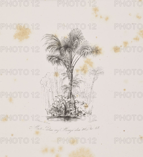 1) Miriti palms on Marajo Island, December 29, 1842; 2) Passiuba palm and vines on the island of Tucumaiduba, December 31, 1842. Drawn by Adalbert (Prince of Prussia, 1811–1873) and Julius Friedrich Tempeltei (1802–1870). Lithograph, 1847. Subjects: South America (Brazil), trees, palms, jungle, equatorial forests, flora, vegetation, rivers, islands; travel/exoticism illustrations. Album graphic print; graphic matrix dimensions (irregular composition): height 21.5 cm, width 38.5 cm.