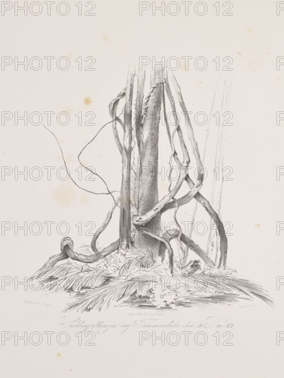 Vines on the island of Tucummaiduba, December 30, 42; The Anthill on the Island of Tucumauduba, December 30, 42; Adalbert (Prince of Prussia, 1811–1873), draughtsman; Julius Friedrich Tempeltei (1802–1870), draughtsman; travels in South America — Brazil; subjects: trees, equatorial forests, jungle, nature, flora, fauna, animals, insects (ants, anthills), vines, islands, rivers; exoticism; lithograph/graphic print; album page; 1847; album; irregular composition dimensions: height 50.9 cm, width 35.2 cm.