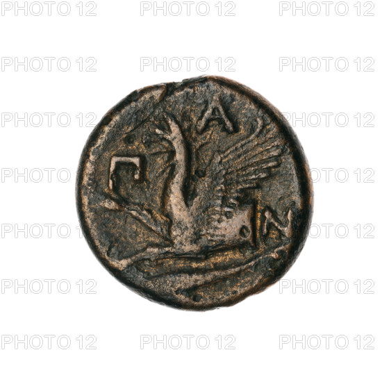 bronze coin, Pantikapaion; obverse: head of a bearded Satyr without a wreath to the right; reverse: protoma of an eagle-headed griffin to the left, at the bottom a sturgeon to the left, letters on the sides and top; iconography: protoma of a griffin, head of a Satyr, fish (sturgeon); date: 330–315 BC; region: Cimmerian Bosporus; weight: 6.50 g; dimensions: 20.4 mm and 20.8 mm.