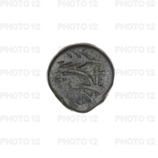 bronze coin, Pantikapaion; obverse: bull's head 3/4 to the right; reverse: plough to the left, above it an ear of corn to the left, letters on the sides and top; iconography: ears of corn, bull's head, plows; bulls, animals, tools, plants; end of 3rd - 1st half of 2nd century BC; Cimmerian Bosporus; weight 2.14 g; axis 30°; dimensions 12.2 mm × 11.9 mm