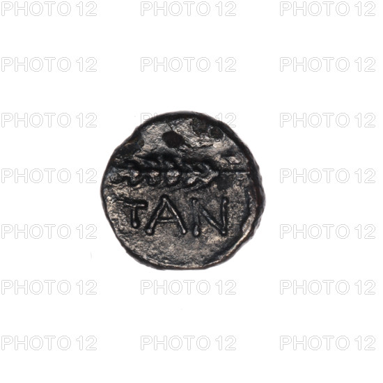 bronze coin, Pantikapaion, ears of corn, head of Apollo (iconographic), Black Sea, Apollo (mythology), plants; obv: head of Apollo to the right; obv: ear of corn to the left, inscription below; 1st half of the 2nd - ca. mid-2nd century BC, Cimmerian Bosporus, Pantikapaion; coin; weight 1.02 g; dimensions 11.1 × 11.3 mm