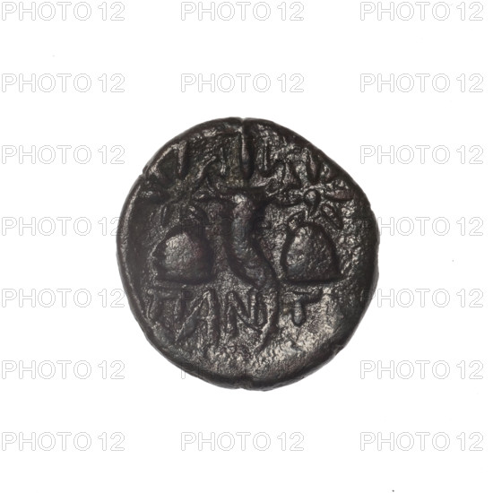 bronze coin, Pantikapaion; iconography: Dioscuri caps, Satyr's head, cornucopia; motifs: head of bearded Satyr in ivy wreath facing left (aw); cornucopia with Dioscuri caps topped with stars on the sides, inscription below (rw); Satyr (mythology), Dioscuri (mythology); 4th quarter of the 2nd century BC; Cimmerian Bosporus, Pantikapaion; coin; weight 3.87 g; dimensions 18.7 mm × 18.2 mm