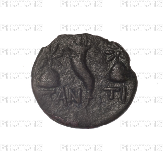 Bronze coin, Pantikapaion; obverse: head of a bearded Satyr in an ivy wreath facing left; reverse: cornucopia with Dioscuri caps topped with stars on the sides, inscription below; iconography: Dioscuri caps, Satyr's head, cornucopia; mythological subjects: Satyr, Dioscuri; Black Sea, Cimmerian Bosporus; dated 4th quarter of the 2nd century BC; maker/place: Pantikapaion; coin; weight 3.30 g; dimensions 17.6 × 19.6 mm.