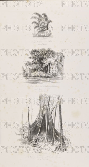 1) Jupati palms in Jaburu, December 27, 1842; 2) Miriti and Calladium arborescens palms in Igarapé dos Velhos, December 27, 1842; 3) Kapok tree (Pentax pentaphyllum) in Rio dos Breves, December 28, 1842. Tempeltei, Julius Friedrich (1802–1870), graphic artist; Adalbert (Prince of Prussia; 1811–1873), graphic artist. South America, Brazil. Subjects: palm trees, jungle vegetation, flora, equatorial forests; travel/diary illustrations, lithograph/graphic print. Date: 1847. Album. Composition: height 50.9 cm, width 35.2 cm (irregular).