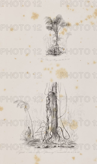 1) Miriti palms on Marajó Island, December 29, 1842; 2) Passiuba palm and vines on the island of Tucumaiduba, December 31, 1842. Drawn by Adalbert (Prince of Prussia, 1811–1873) and Julius Friedrich Tempeltei (1802–1870). Lithograph album plate depicting South American/Brazilian flora—trees, palms, jungle vegetation, equatorial forest, rivers, islands; travel/exoticism subject. Dated 1847. Graphic print (album); graphic matrix dimensions: height 21.5 cm, width 38.5 cm (irregular composition).