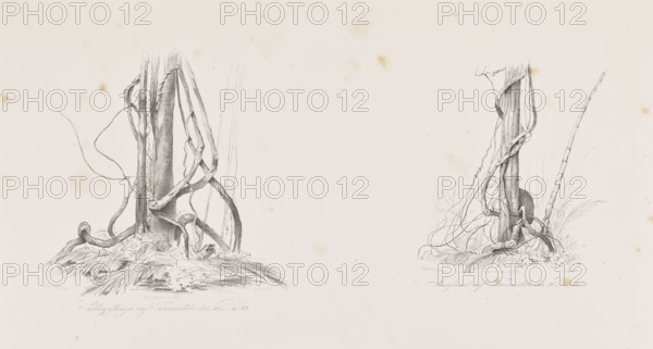 Vines on the island of Tucummaiduba, December 30, 1842; The Anthill on the Island of Tucumauduba, December 30, 1842. Drawn by Adalbert (Prince of Prussia, 1811–1873) and Julius Friedrich Tempeltei (1802–1870). Travels in South America (Brazil); depictions of trees, equatorial forests, jungle, nature, flora, fauna, animals, insects (ants, anthills), vines, islands, rivers. Lithograph, graphic print; album page; 1847. Irregular composition; height 50.9 cm, width 35.2 cm.