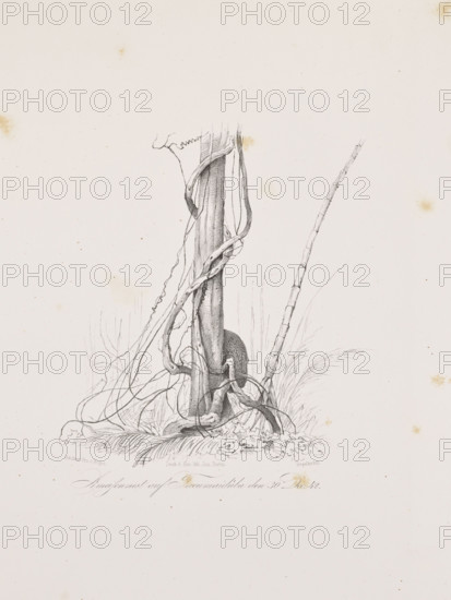 Vines on the island of Tucummaiduba, December 30, 1842; The Anthill on the Island of Tucumauduba, December 30, 1842. Adalbert (Prince of Prussia, 1811–1873), draughtsman; Julius Friedrich Tempeltei (1802–1870), draughtsman. Graphic print lithographs depicting equatorial forests, nature, flora and fauna (animals, insects, ants, anthills), vines, islands, rivers; exoticism, travel scenes in Brazil, South America. 1847. Album page, irregular composition; height 50.9 cm, width 35.2 cm.
