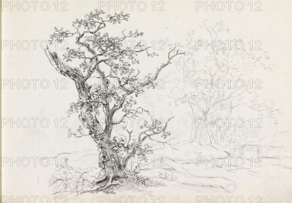 Landscape with trees, sketchbook page, In the background a bridge over water. Page 32 recto from a sketchbook with 75 pages., draftsman (artist): Andreas Schelfhout, c. 1811, draftsman (artist), inorganic material, paper, chalk, black chalk, height 233 mm x width 335 mm, trees, A pencil sketch of a gnarled tree with a textured trunk and twisting branches covered in small leaves, positioned in the foreground on uneven ground with exposed roots and low plants at its base; in the background lighter pencil outlines suggest additional slender trees and foliage, and the ground extends with subtle rocks and a small depression.