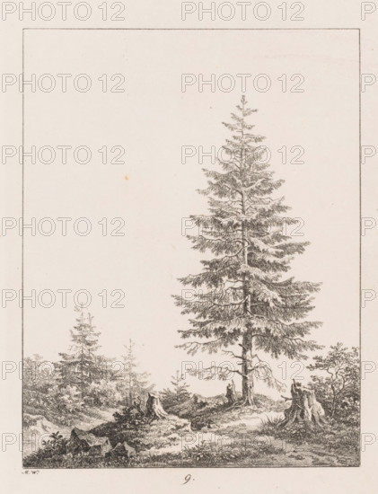 Pine tree between three tree stumps at a forest edge, Templates for Landscape Drawers, Examples for the landscape artist, print, Series number, 9, 20, printmaker: Max Josef Wagenbauer, 1823, paper, lithography, height 375 mm x width 290 mm, Part of a two-part series, the first part of which consists of a title print and twenty depictions of branches, leaves, trees, and landscapes., trees: pine, A detailed monochrome illustration of a tall evergreen tree standing prominently near the center-right, its dense layered branches and textured needles rendered with fine stippling and crosshatching; surrounding the main tree are smaller trees and saplings, low shrubs, patches of grass, rocks, and a couple of tree stumps with exposed roots, all framed by a thin rectangular border against a light, slightly speckled background.