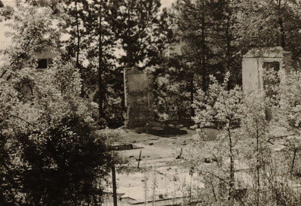 Part of a ruin, surrounded by dense vegetation of trees and shrubs, photograph, surrounded by dense vegetation of trees and shrubs., 1945 - 1970, photographer, paper, gelatin silver print, developed gelatin silver print, height 75 mm x width 105 mm, Period, A sepia-toned scene showing a wooded area with tall pine trees and dense undergrowth, several remnants of brick and stone structures standing among the vegetation, one upright brick pillar near the center and a taller ruined wall with an opening toward the right, scattered debris and patches of bare ground in the foreground, leafy shrubs and small trees filling much of the lower and left portions of the image, and branches and foliage partially obscuring the ruined structures.