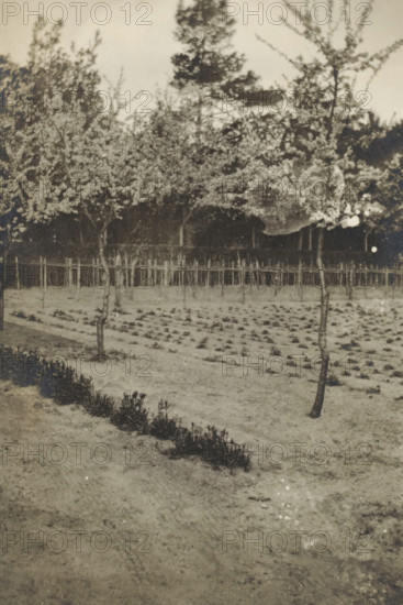 View of a field, photograph, photographer: circle of Cornelia Hendrika Jonker, 1910 - 1950, paper, gelatin silver print, developed gelatin silver print, height 51 mm x width 80 mm, trees, agriculture, A sepia-toned photograph of a garden area with rows of small plants in the foreground and a narrow bed of taller plants forming a low border. Two slender trees with thin trunks and sparse branches stand among the planted rows. Behind them a low wooden fence or trellis runs horizontally, with taller, densely leafed trees and foliage rising beyond it and filling the upper part of the image. The ground appears uneven and bare in places, showing patches of soil and faint tracks. The overall scene has a grainy, aged texture.